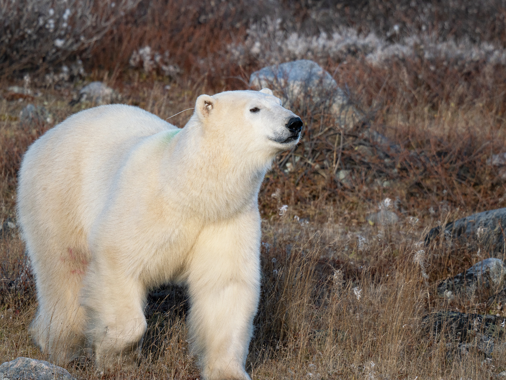 Happy polar bear trotting by at Seal River Heritage Lodge.