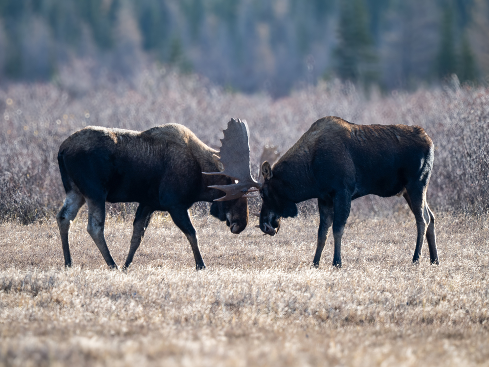 Moose meeting at Nanuk Polar Bear Lodge. 