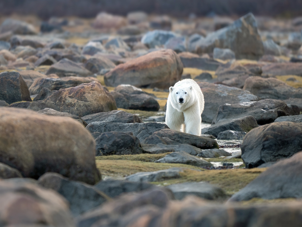 polar bear approaching guest at Seal River Heritage Lodge. 