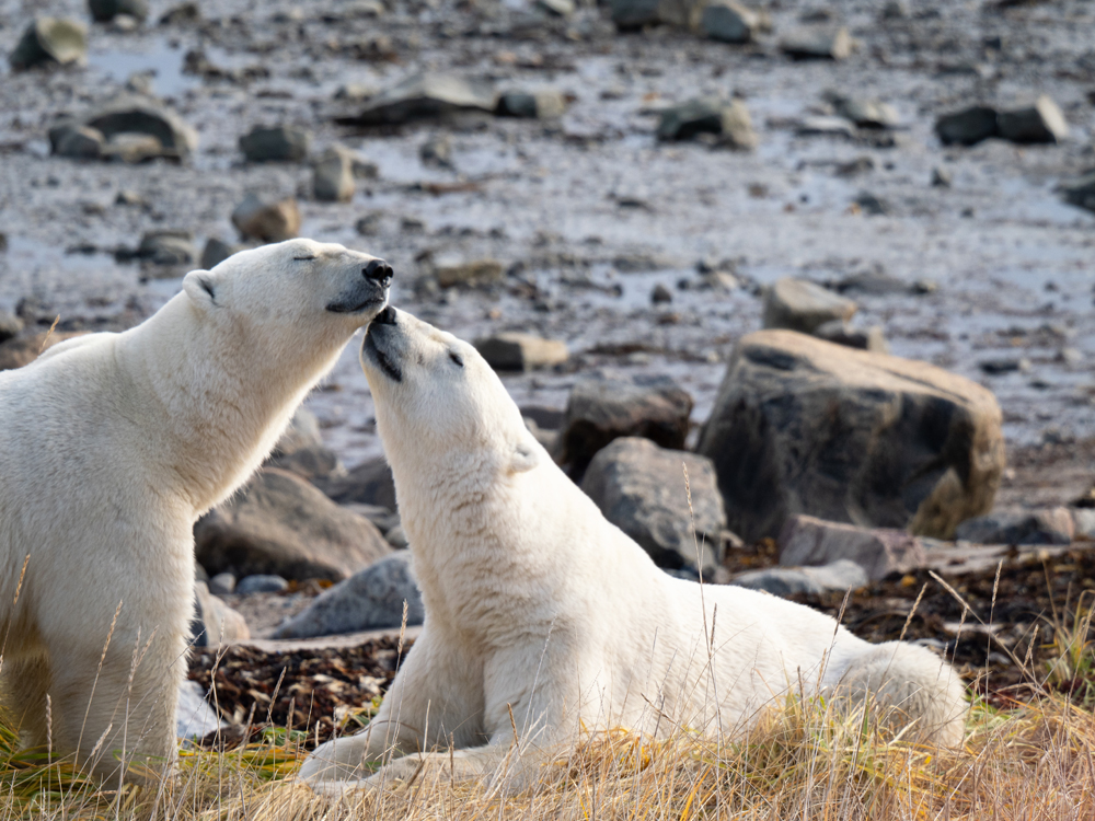 Polar bear friends at Seal River Heritage Lodge.