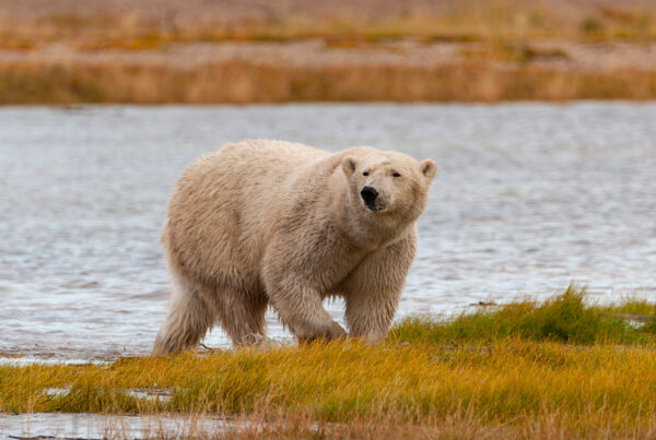 Polar bear in fall colours on the riverbank. Nanuk Polar Bear Lodge. Scott Horwitz photo.