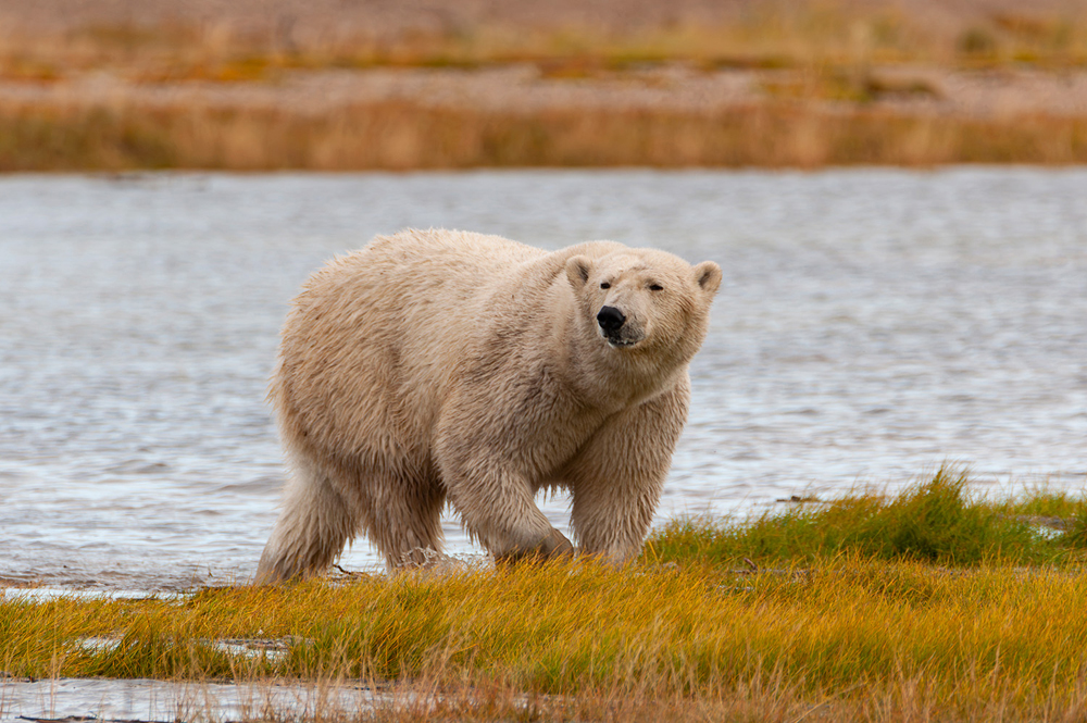 Polar bear in fall colours at Nanuk. Scott Horwitz photo