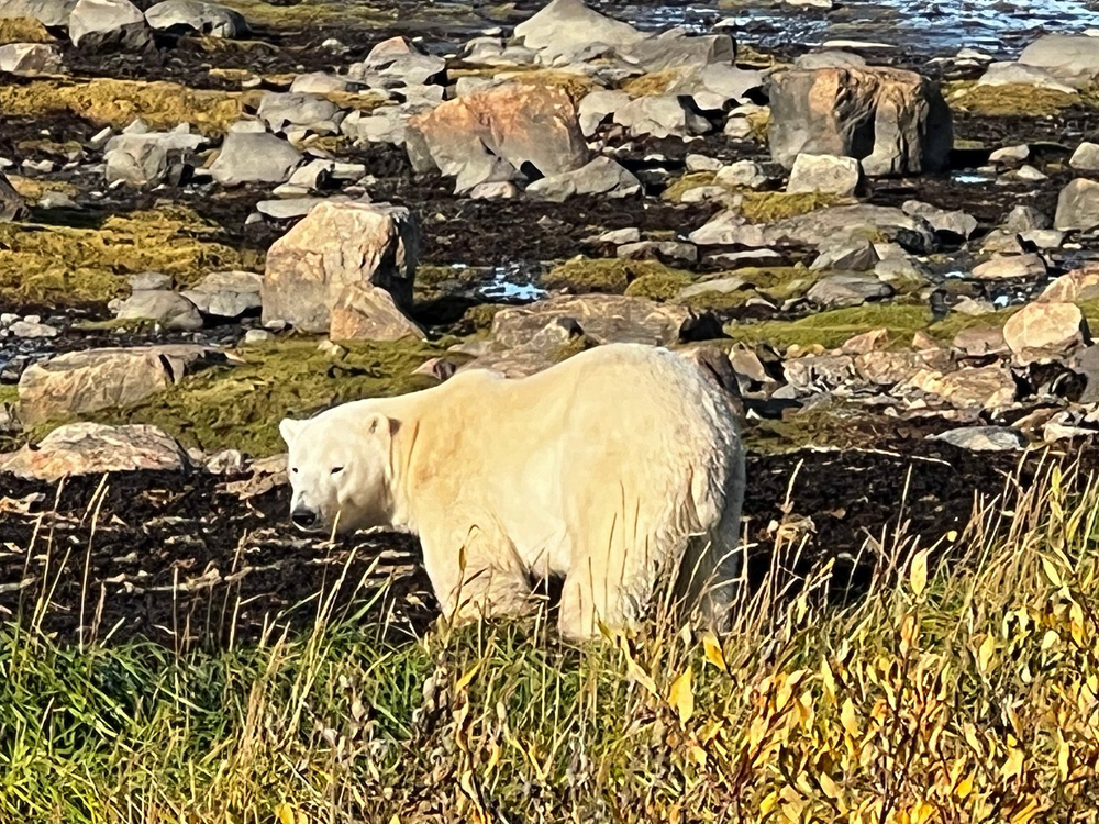 Polar bear on the rocky shoreline at Seal River Heritage Lodge. Anne B. photo.