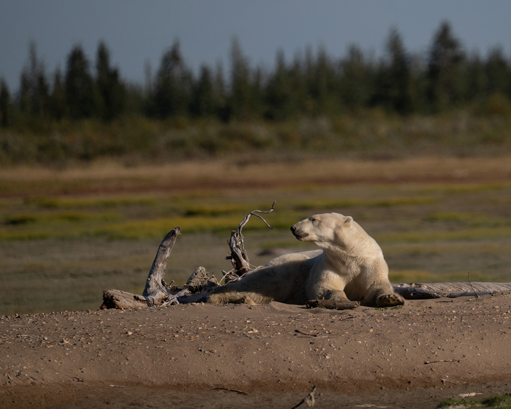 Polar bear lounge on a beach ridge at Nanuk Polar Bear Lodge. Janice Kay Photography.