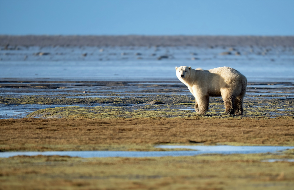 Polar bear watching guests at Nanuk Polar Bear Lodge.