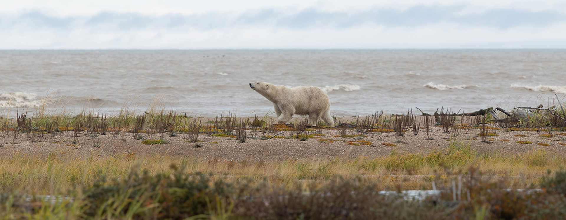Wolves, Windstorms and the Bear That Stayed: Summer Wraps at Nanuk and Seal River.