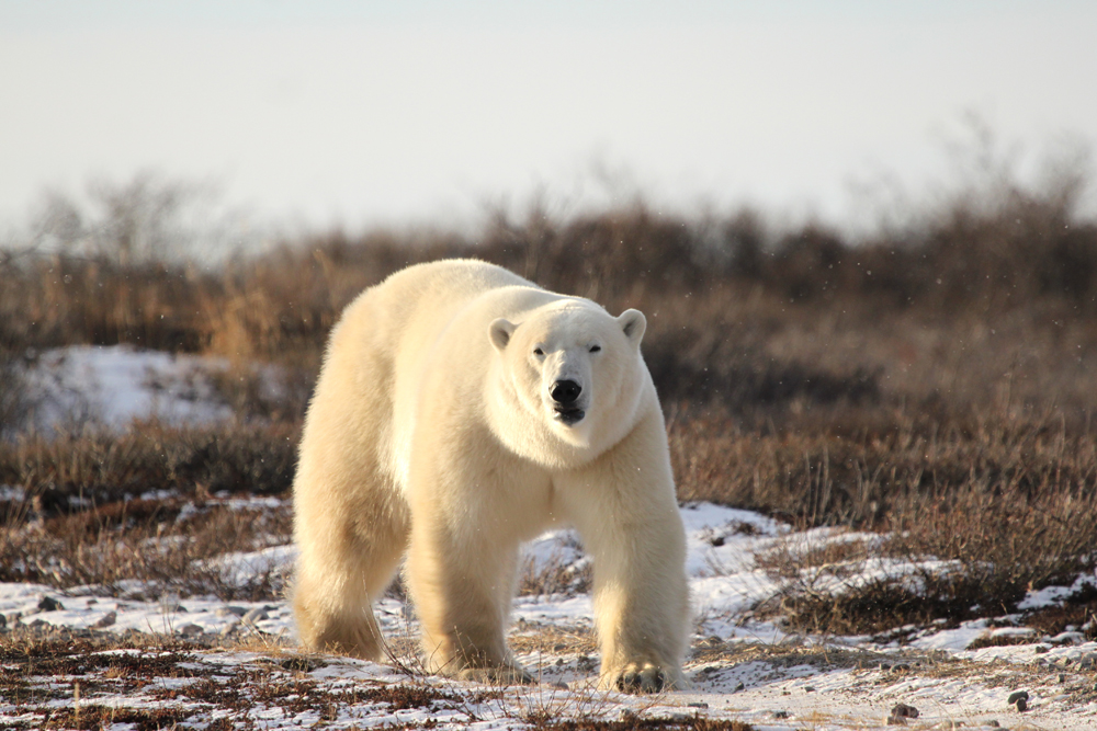 Polar bear on the runway greeting guests at Seal River Heritage Lodge.