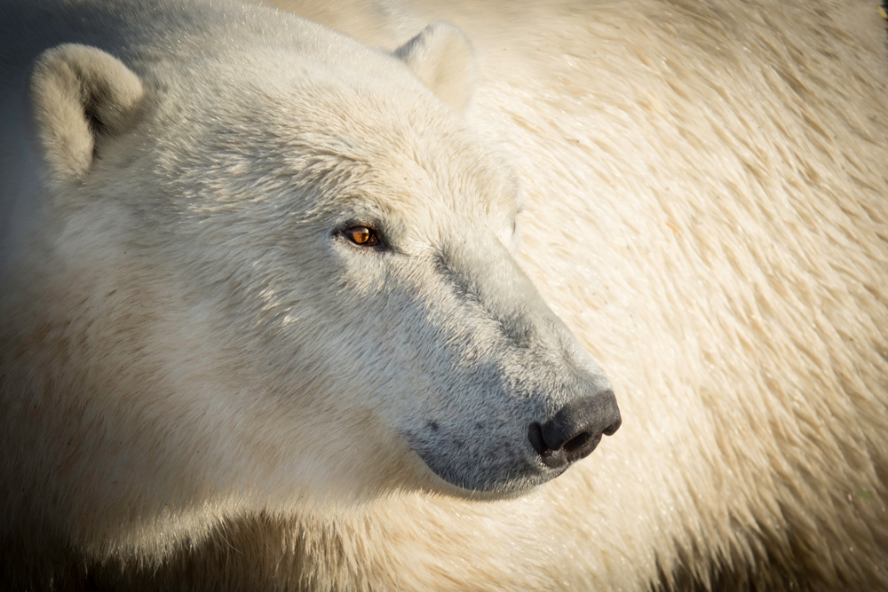 Portrait of a polar bear. Jad Davenport photo.