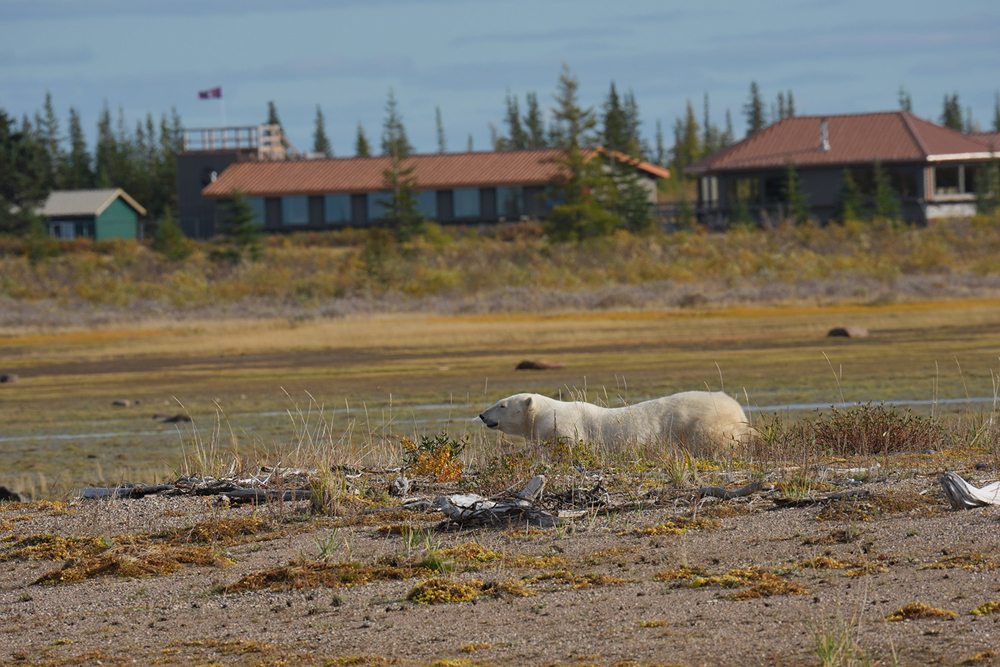 Polar bear behind a ridge in front of Nanuk Polar Bear Lodge. James Rosenberg photo.