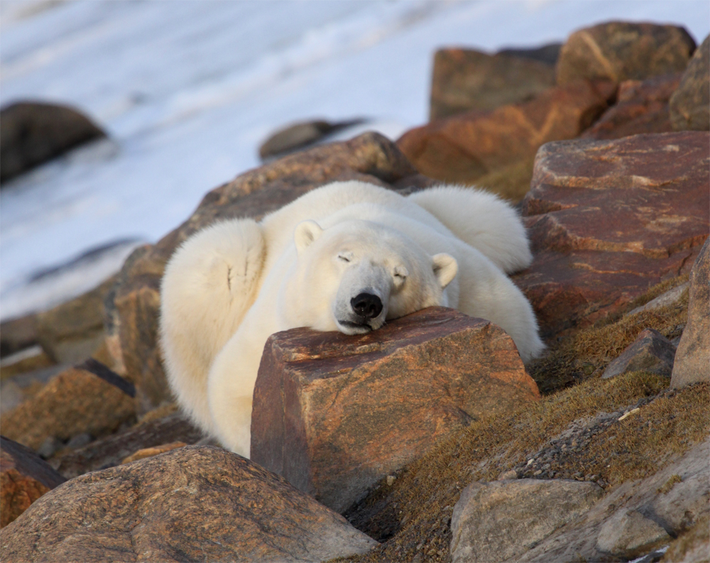 Snugglepuss the polar bear napping on the rocks at Seal River Heritage Lodge. 