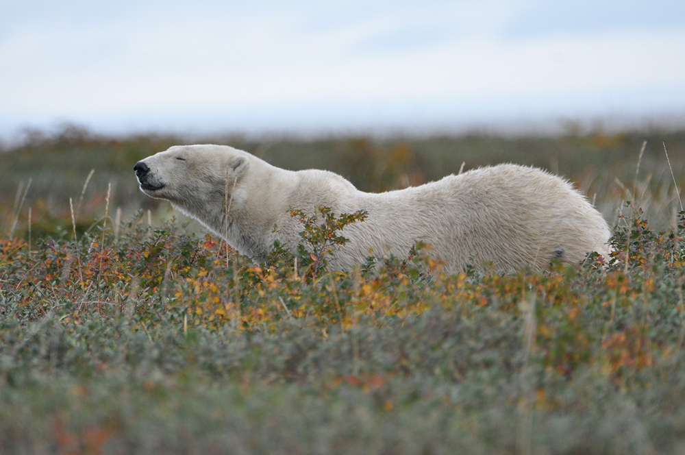 Content polar bear relaxing at Nanuk Polar Bear Lodge. Scott Horwitz photo.
