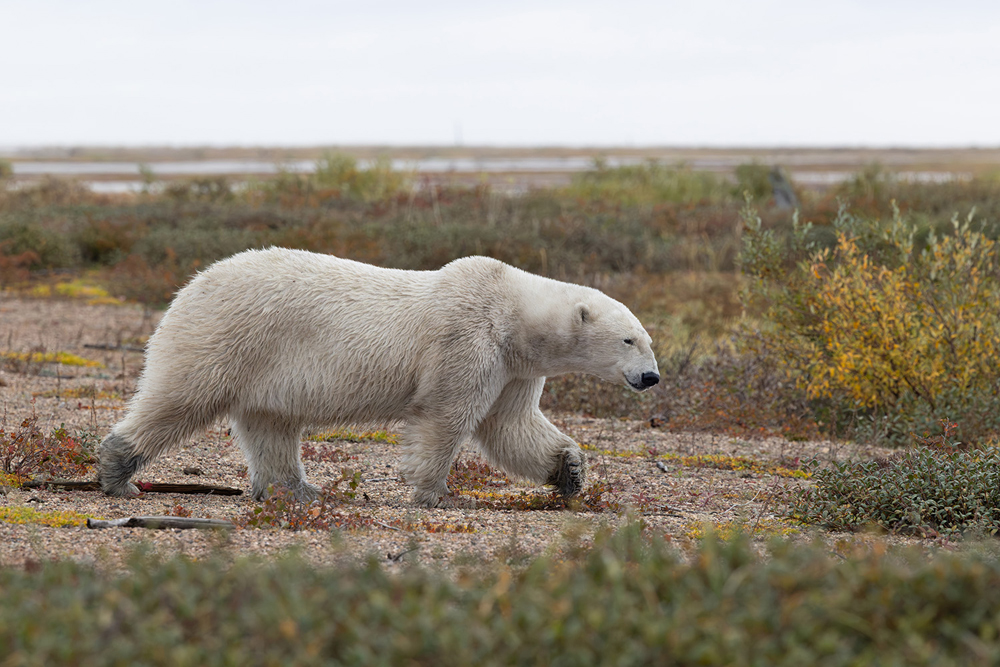 Polar bear strolling on a beach ridge. Nanuk Polar Bear Lodge. Brandie Hollie photo.
