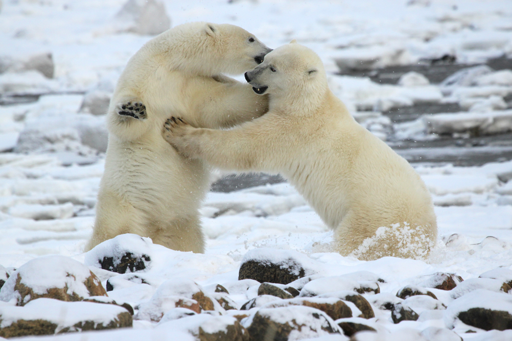 Polar bears sparring at Seal River Heritage Lodge. 