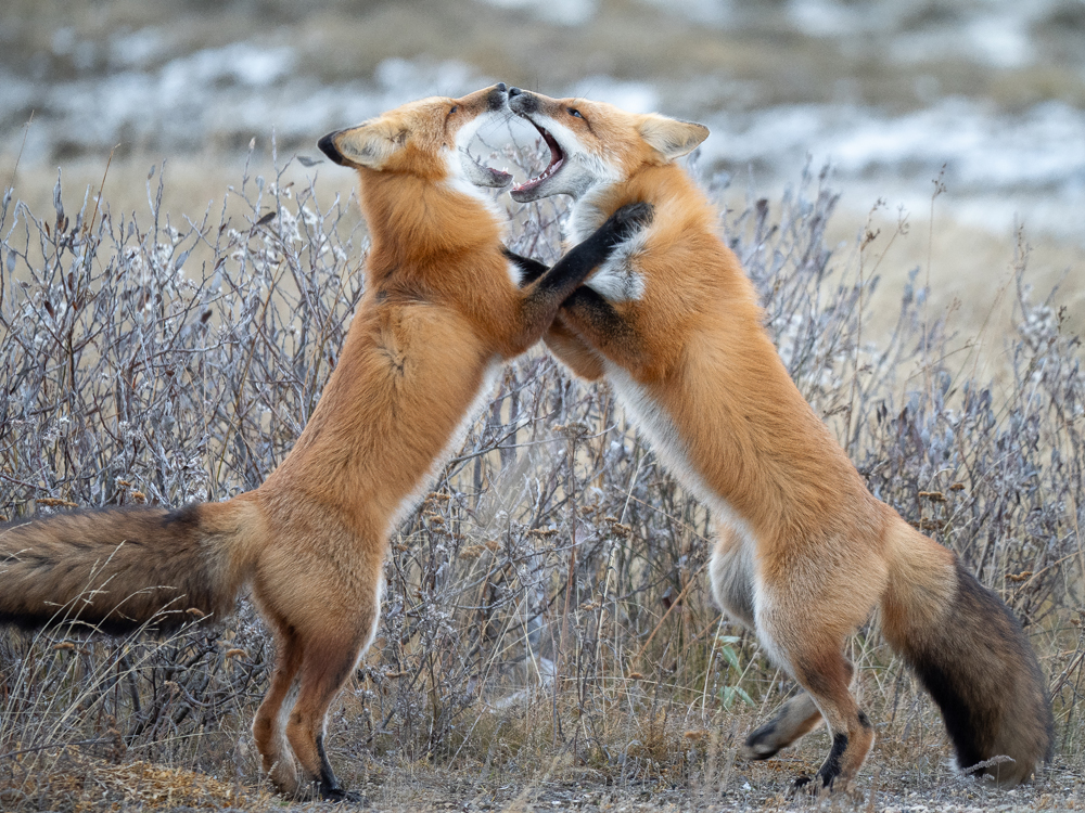 Red foxes playing at Nanuk Polar Bear Lodge on the Fall Dual Lodge Safari.