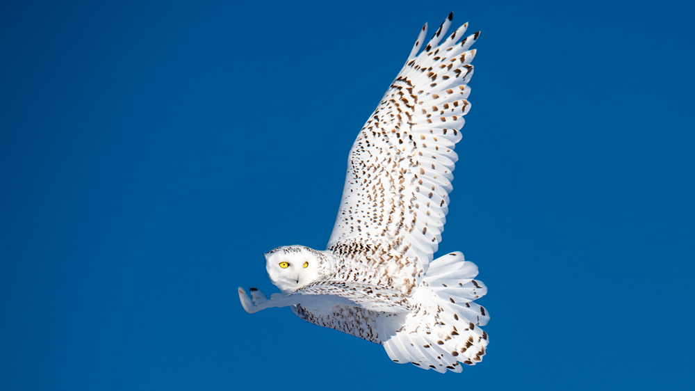 Snowy owl in flight through clear blue sky. Nanuk Polar Bear Lodge.