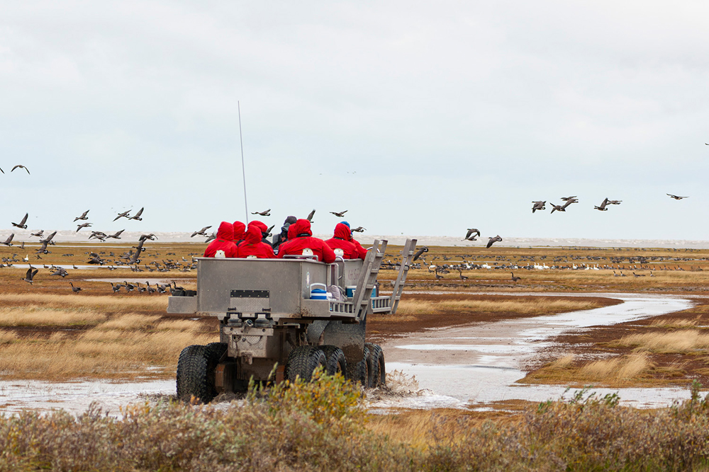 Guests heading out in Tundra Rhino at Nanuk Polar Bear Lodge. Scott Horwitz photo.