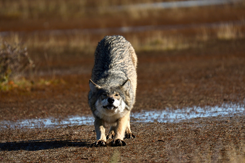 Wolf stretching at Nanuk Polar Bear Lodge. James Rosenberg photo.