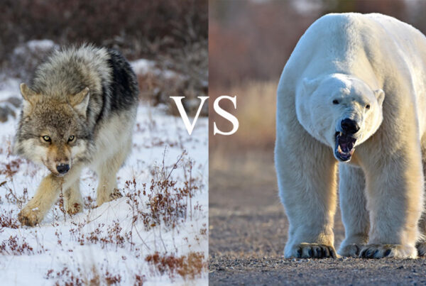 Wolf vs Polar Bear. Hudson Bay.