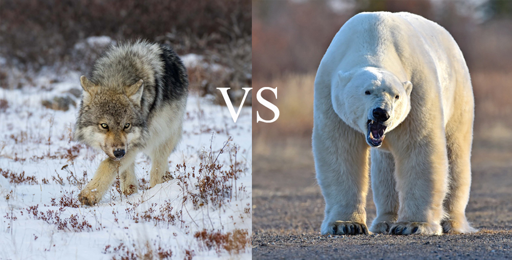 Wolf vs Polar Bear. Hudson Bay.