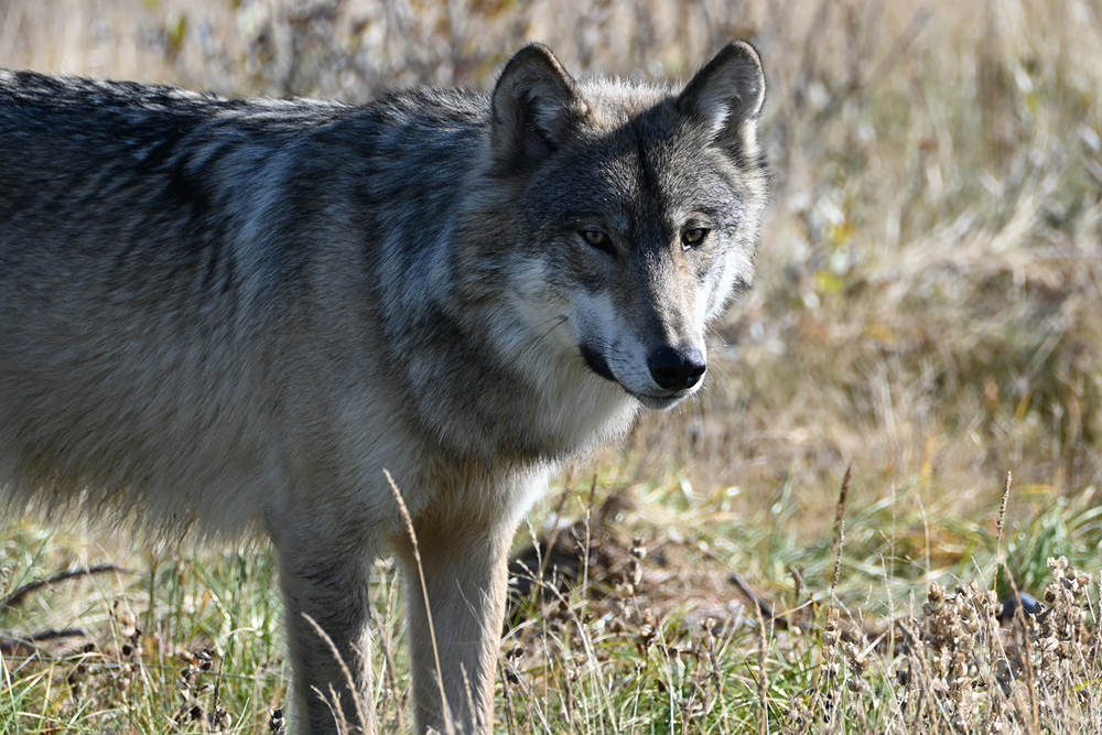 Wolf in deep thought. Nanuk Polar Bear Lodge. George Hoehn photo.